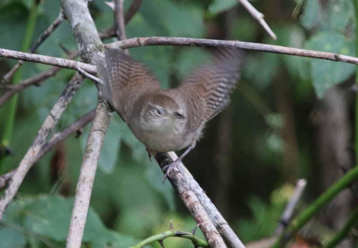 Northern House Wren - ML266891311