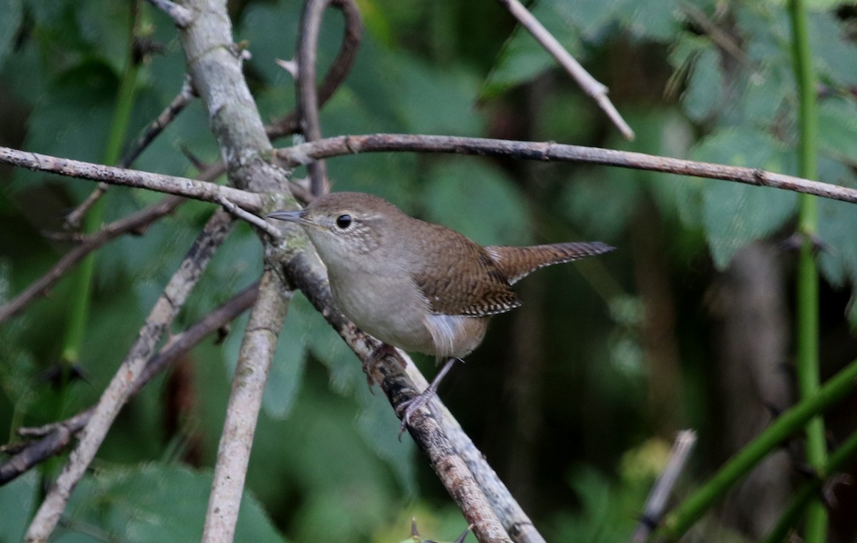 Northern House Wren - ML266891321