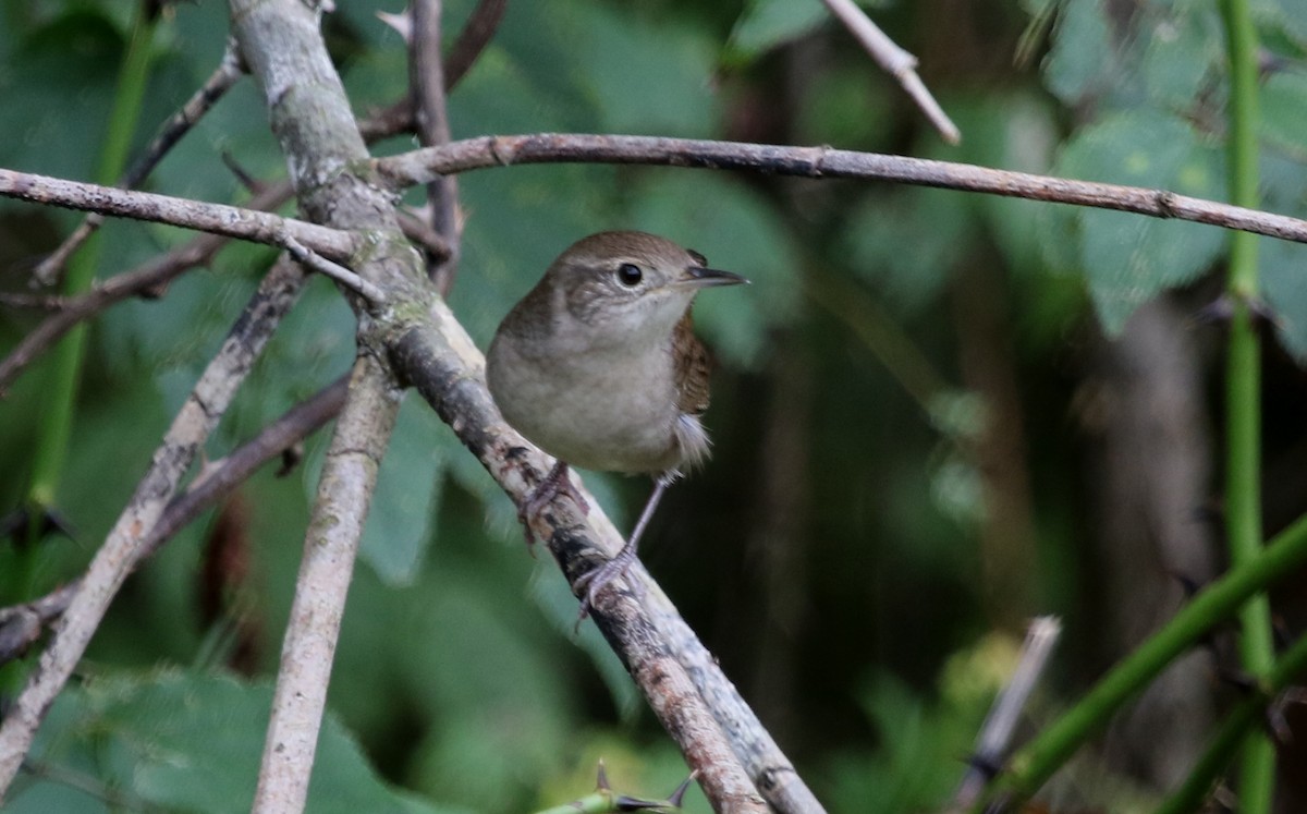 Northern House Wren - ML266891331