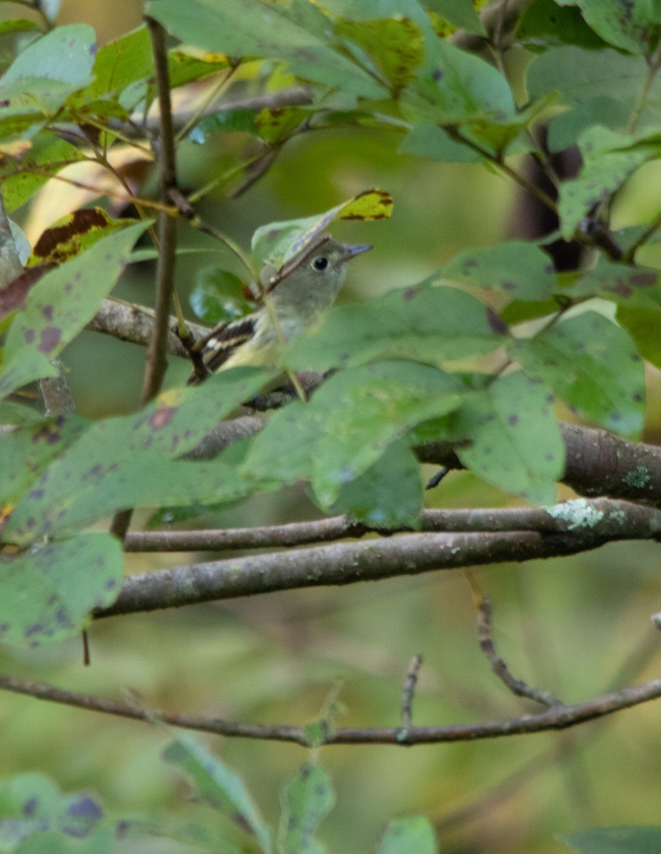 tanımsız Empidonax sp. - ML266891371