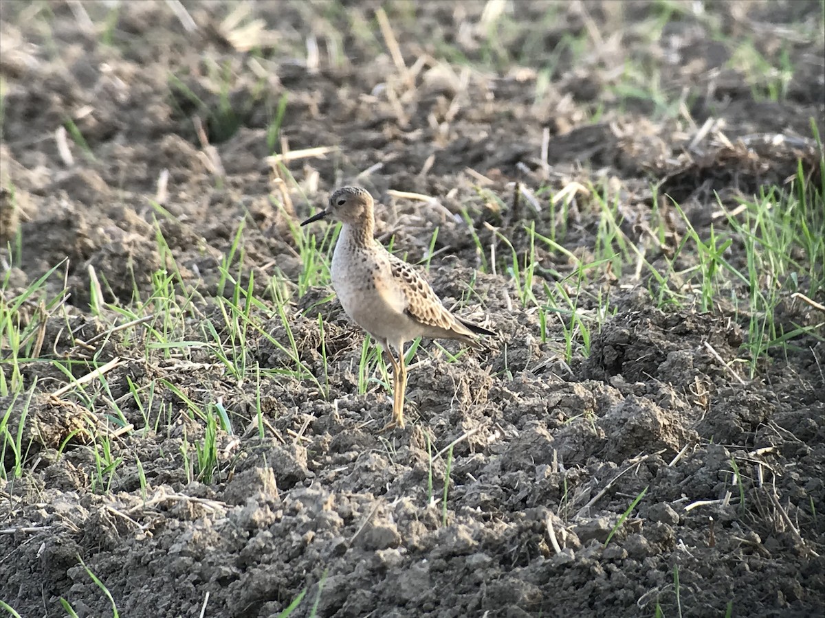 Buff-breasted Sandpiper - ML266891881