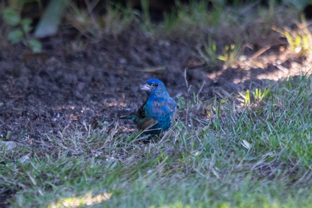 Indigo Bunting - Mark Byrne