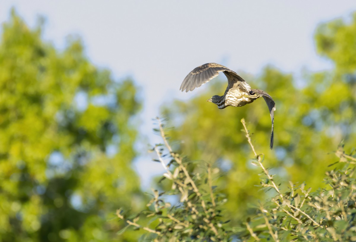 American Bittern - ML266895841