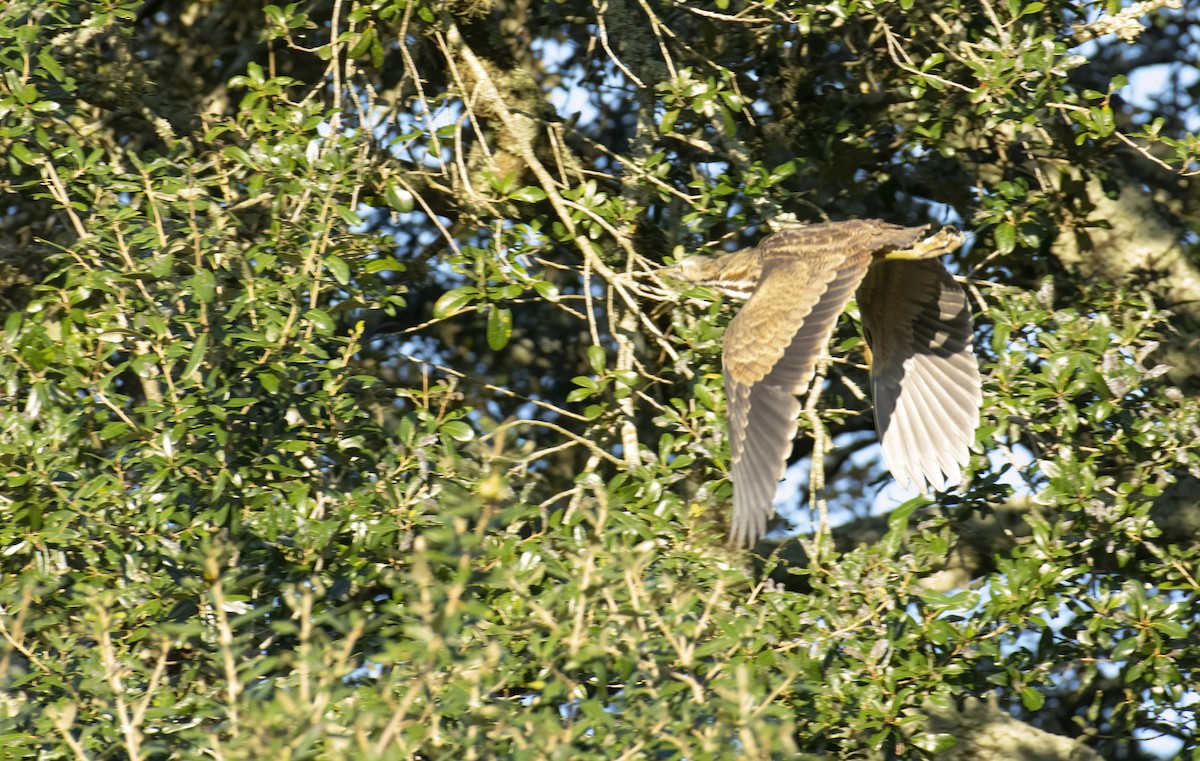 American Bittern - ML266895871