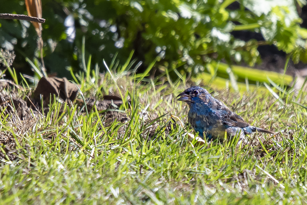 Indigo Bunting - David Badke