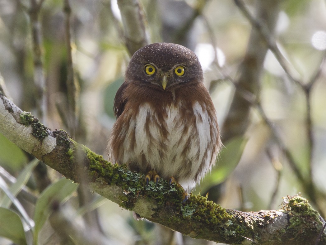 Least Pygmy-Owl - Silvia Faustino Linhares