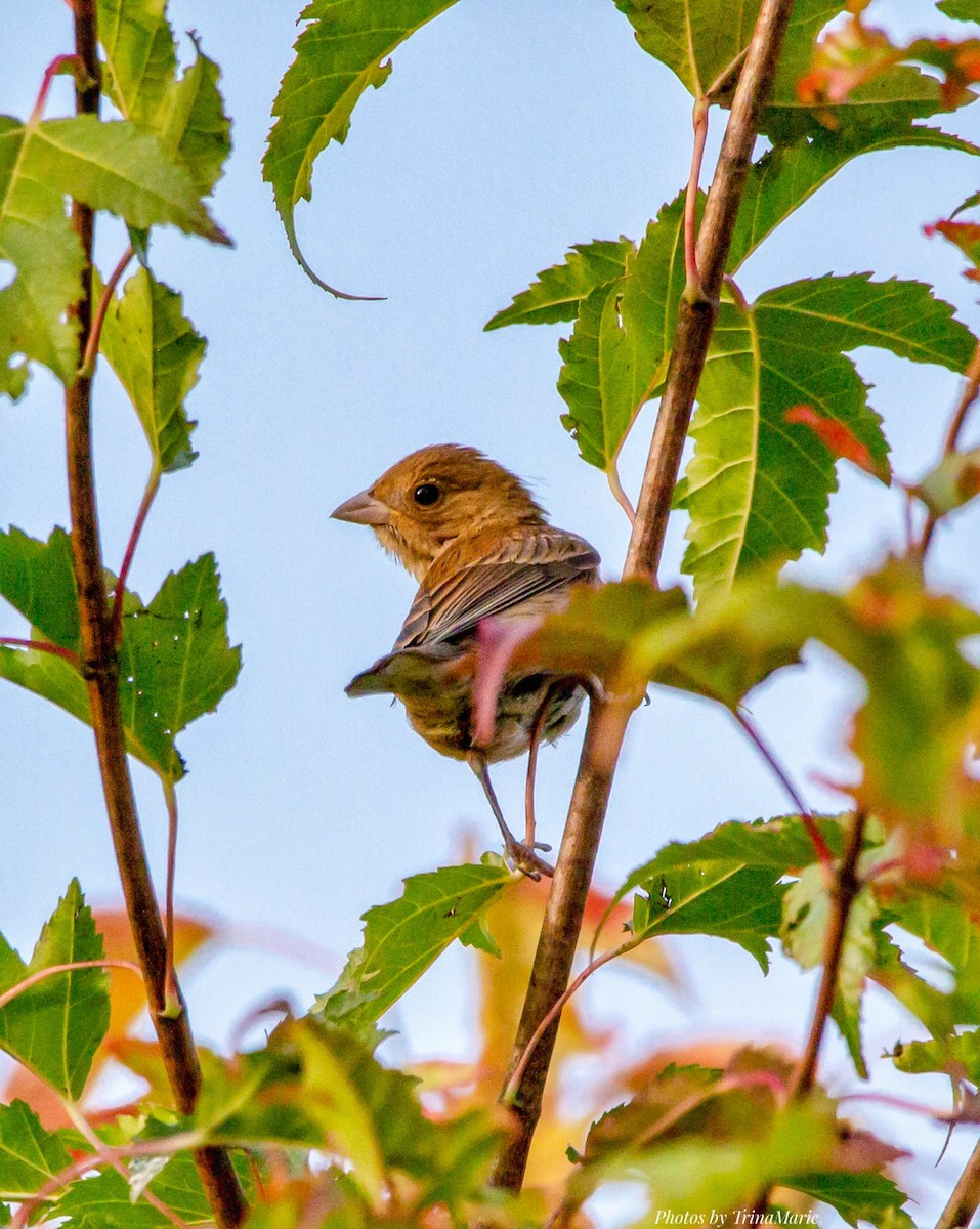 Indigo Bunting - ML266900371