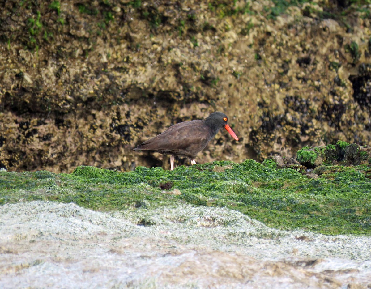 Black Oystercatcher - Sharon Hull