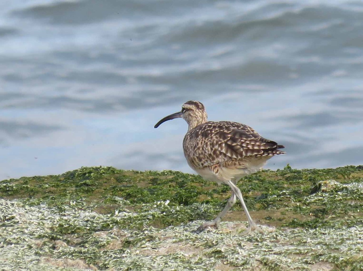 Whimbrel - ML26690151