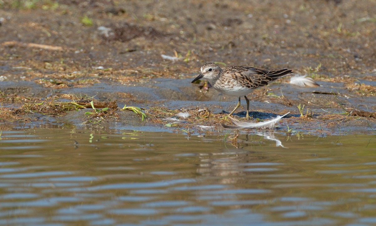 Least Sandpiper - ML266901841