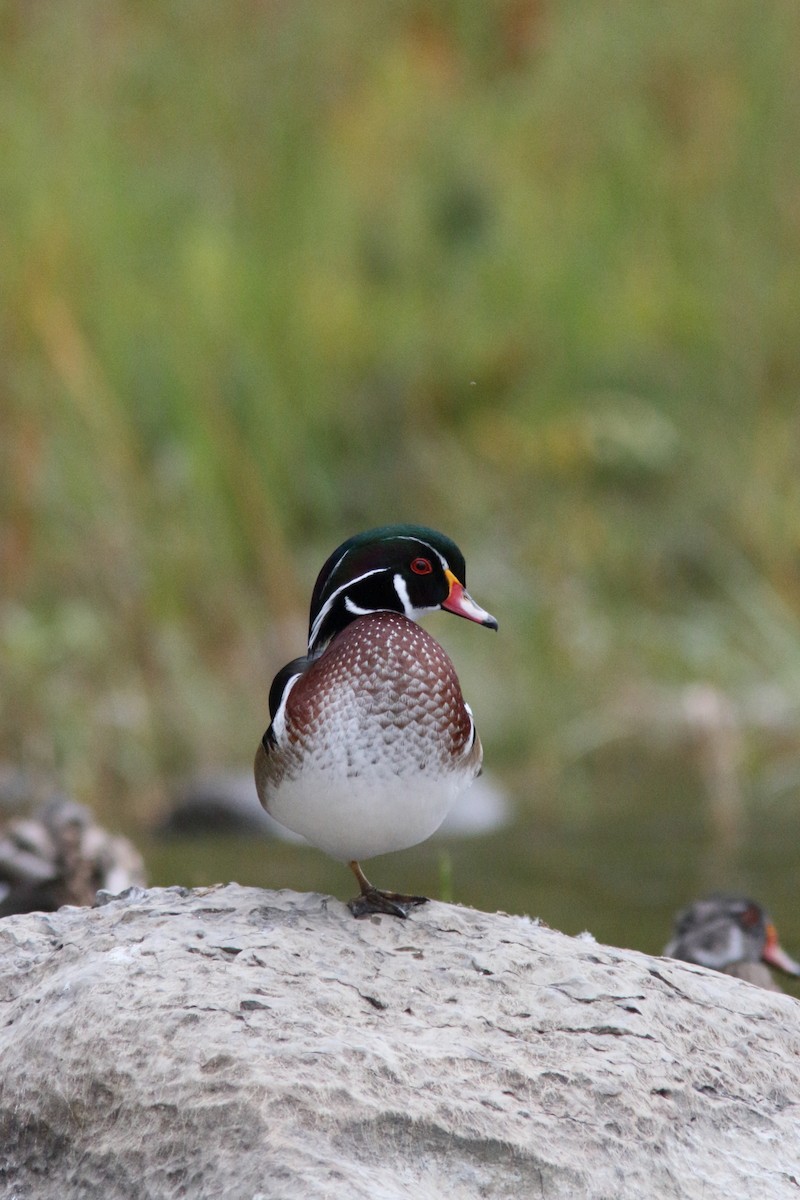 Wood Duck - ML266901851