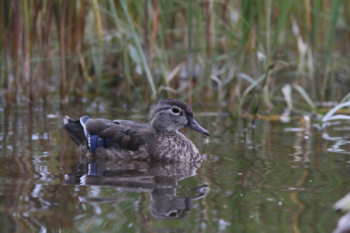 Wood Duck - Anonymous