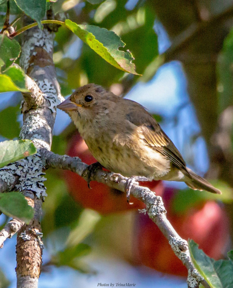 Indigo Bunting - ML266902421