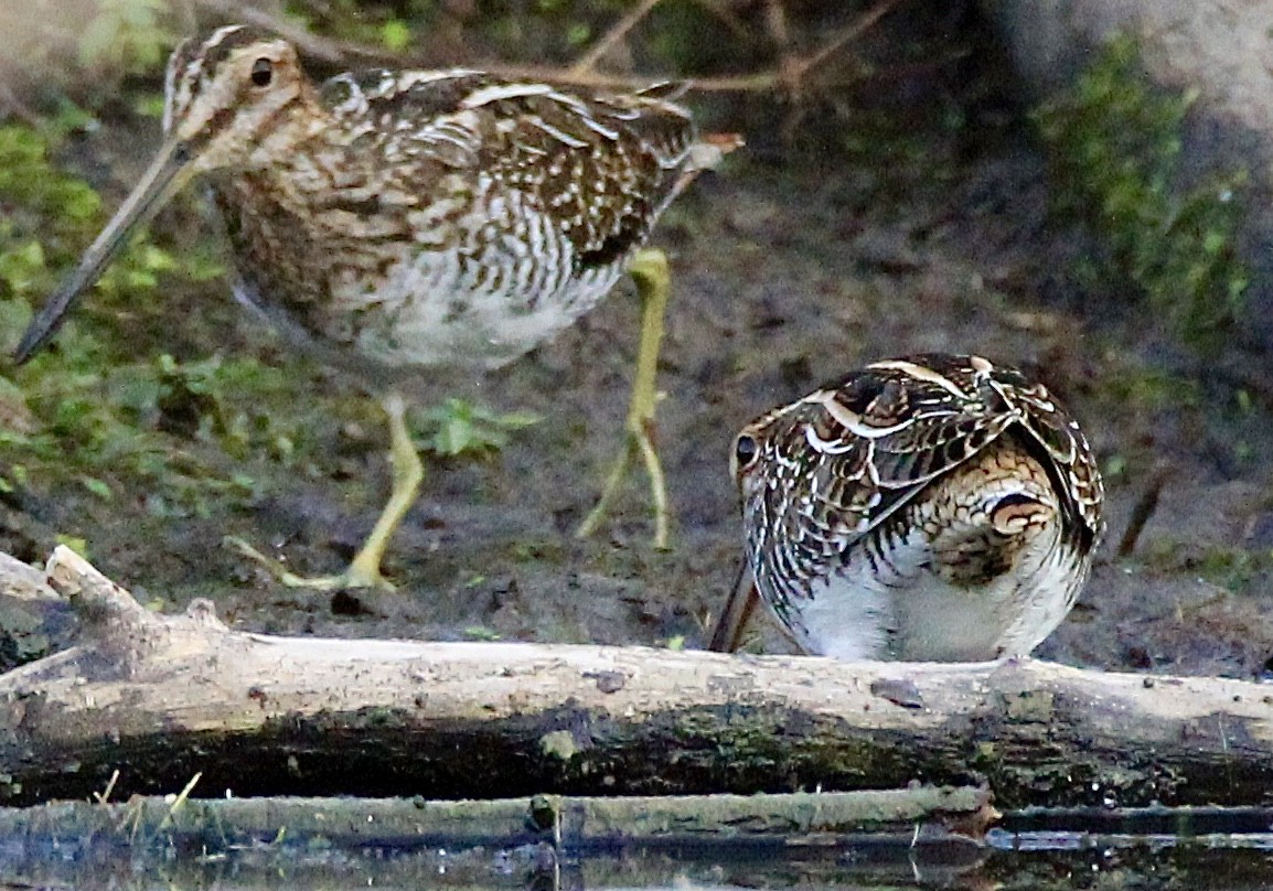 Wilson's Snipe - Frederik Gustavsson