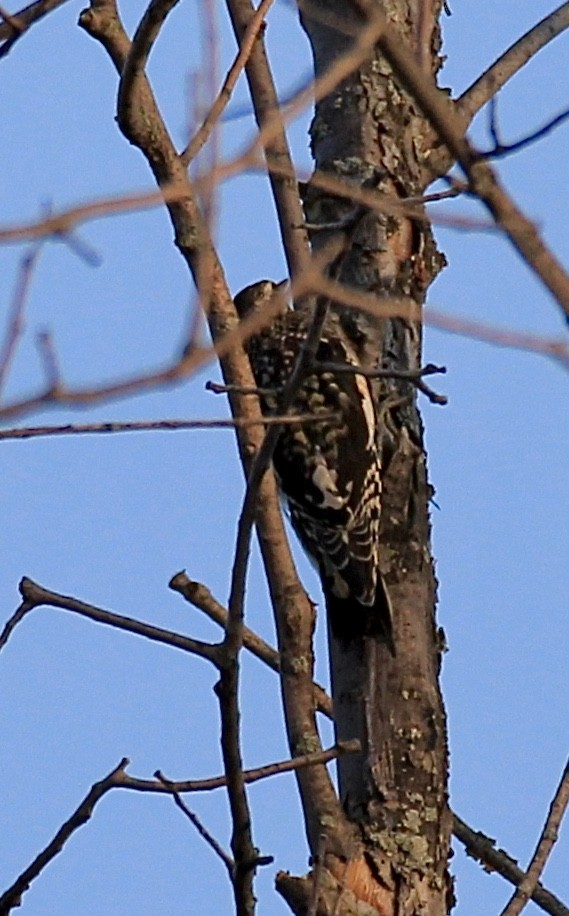 Yellow-bellied Sapsucker - ML266903161