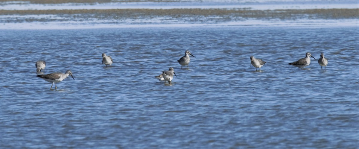 Stilt Sandpiper - ML266903961