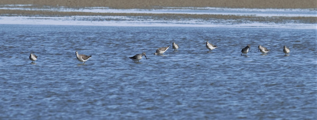 Stilt Sandpiper - ML266903971