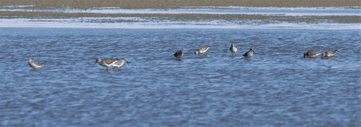 Stilt Sandpiper - ML266903981