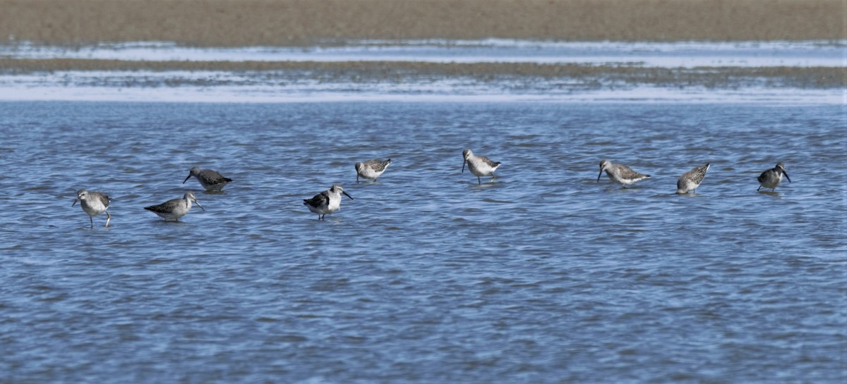 Stilt Sandpiper - ML266903991