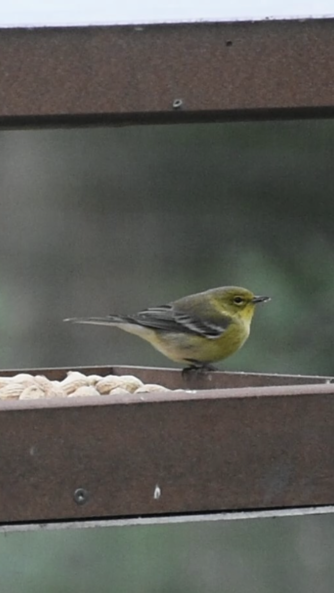 Pine Warbler - ML266905071