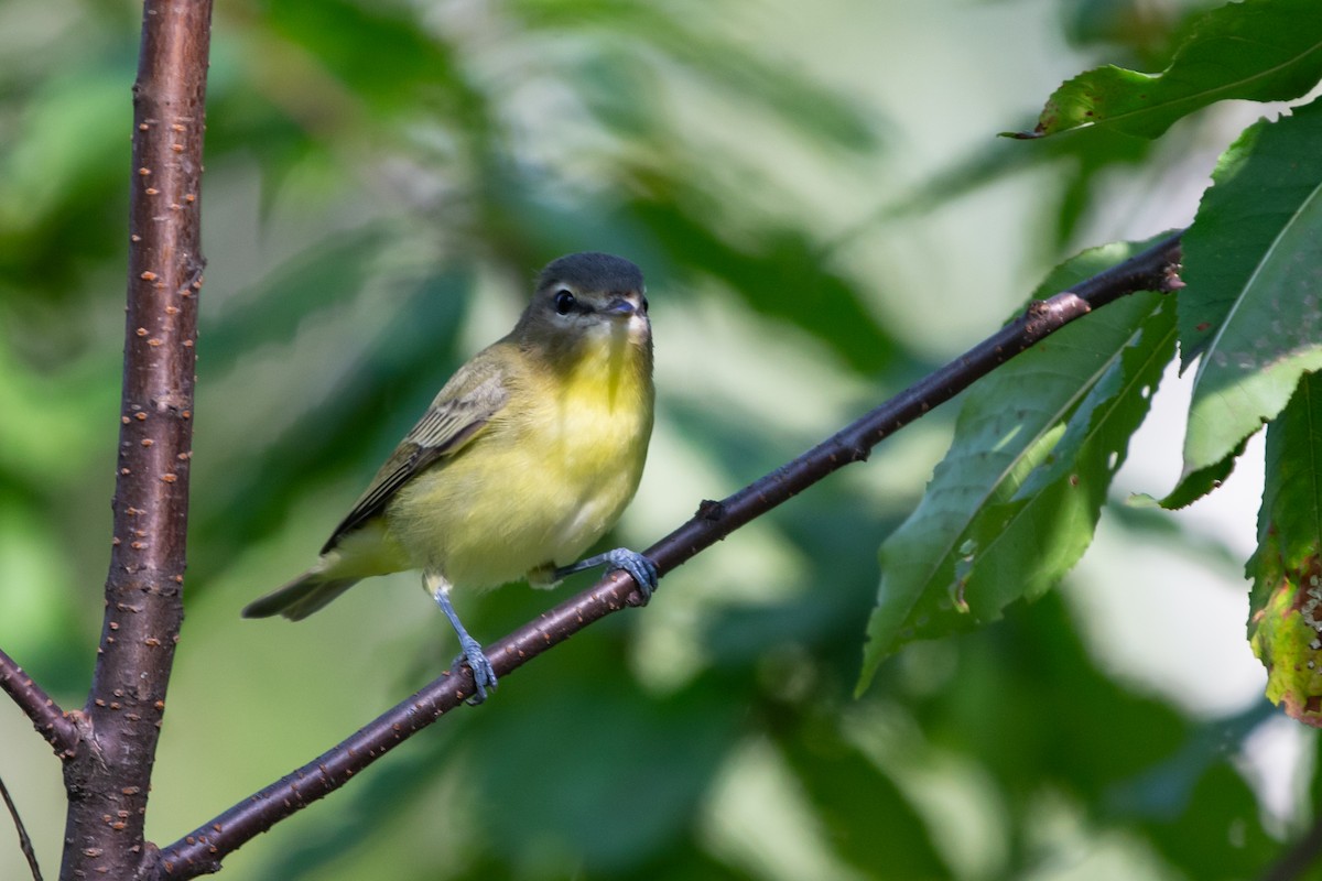 Philadelphia Vireo - ML266905661