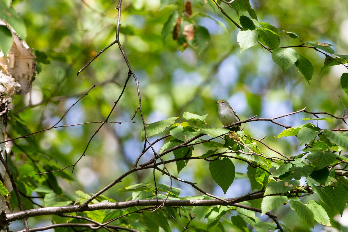 Chestnut-sided Warbler - ML266906211