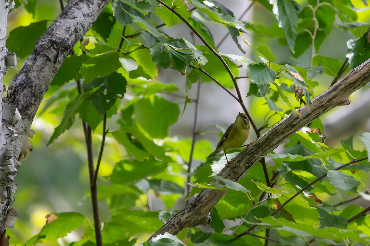 Black-throated Blue Warbler - ML266906531