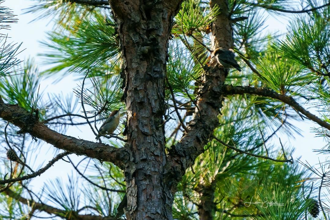 Brown-headed Nuthatch - ML266906611