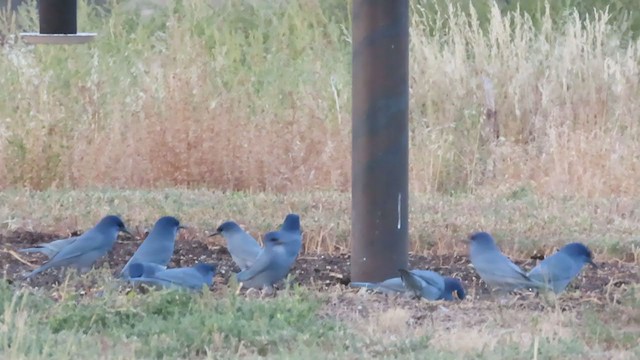 Pinyon Jay - ML266907881