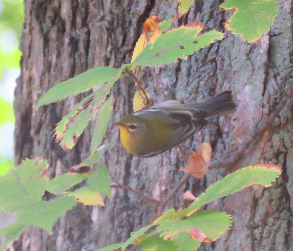 Northern Parula - ML266908021