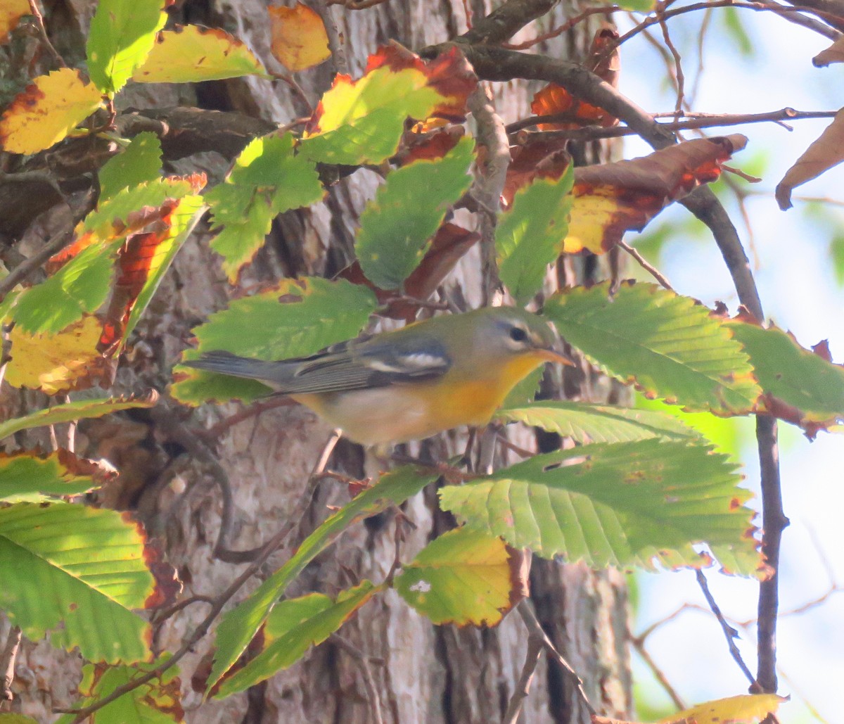 Northern Parula - ML266908081