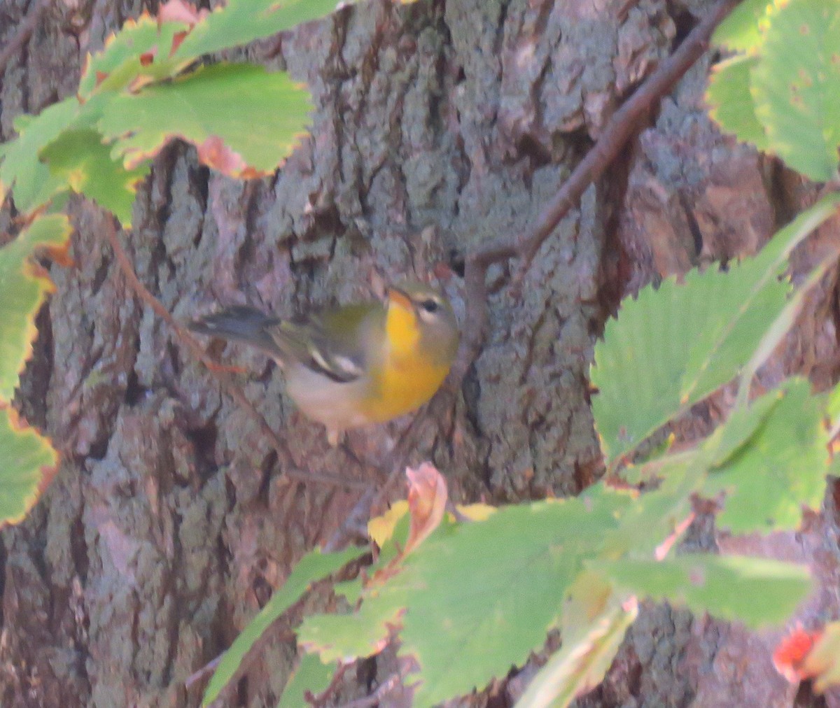 Northern Parula - ML266908131