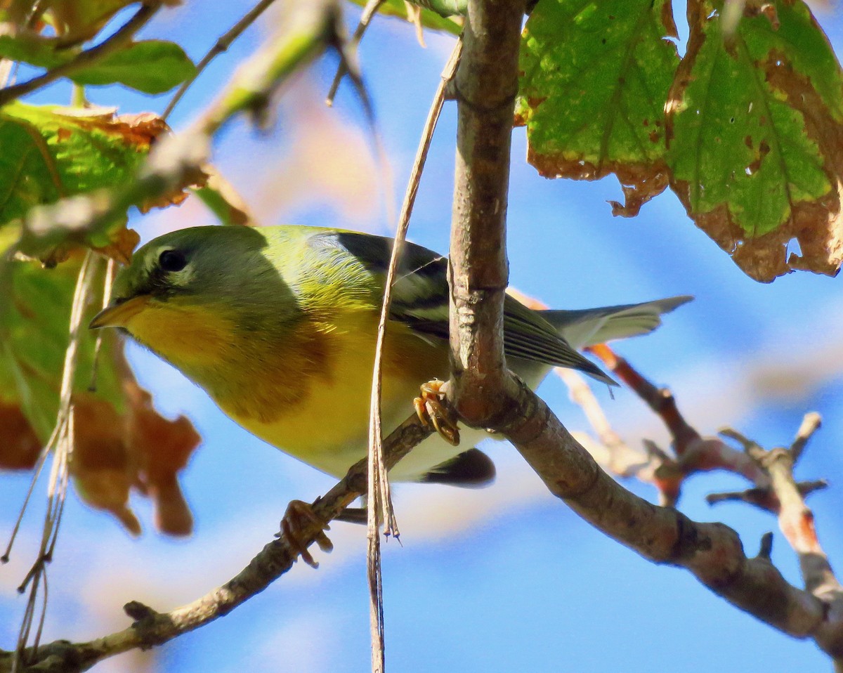 Northern Parula - ML266908661