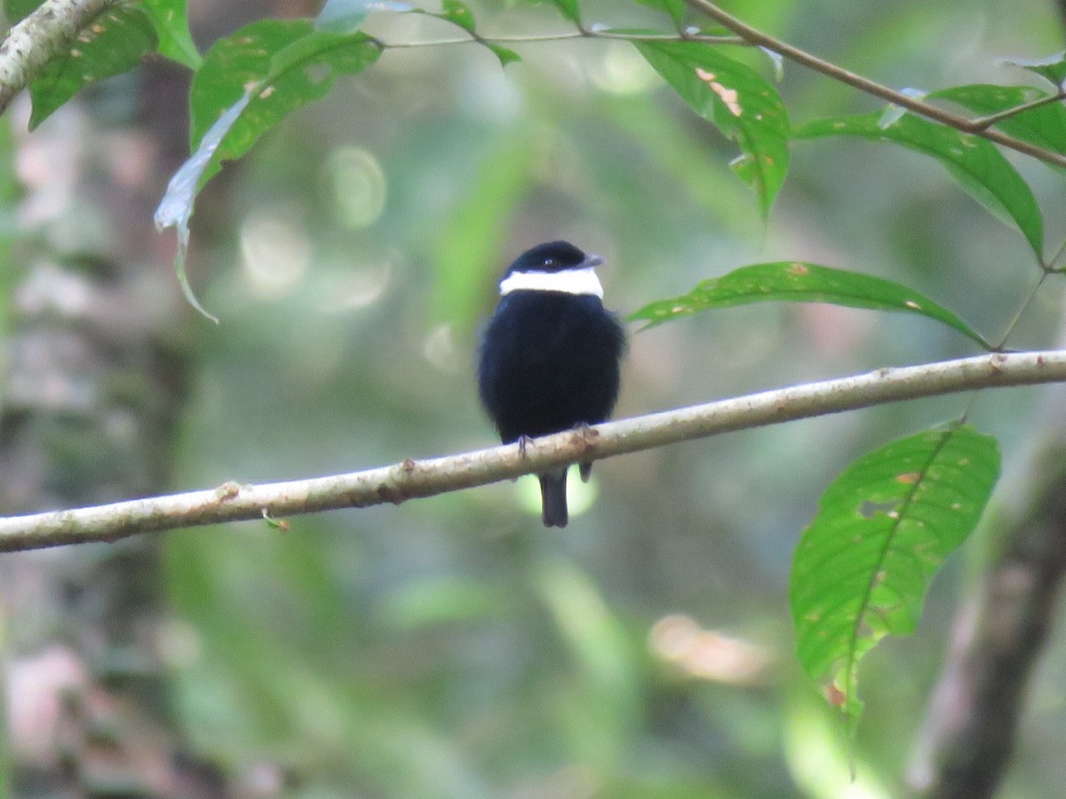 White-ruffed Manakin - ML26690881