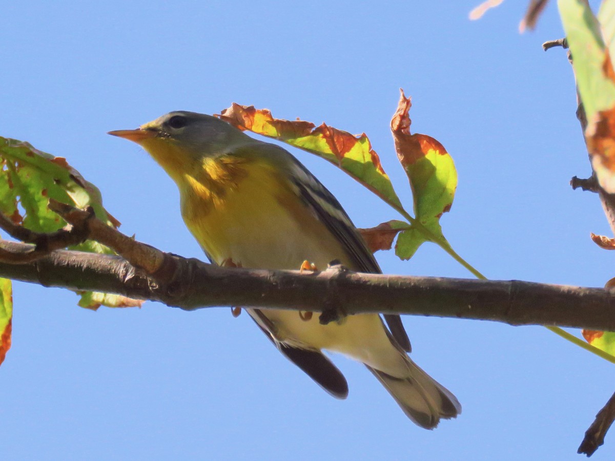 Northern Parula - ML266909021