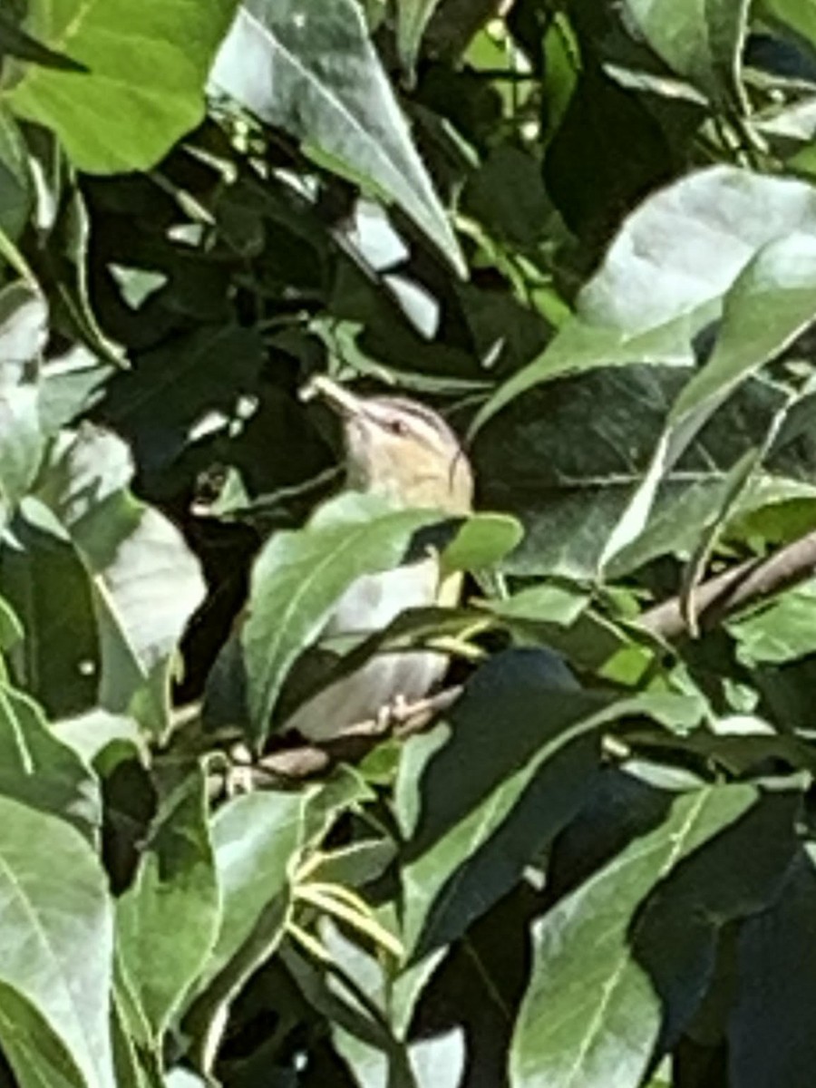 Red-eyed Vireo - ML266909521