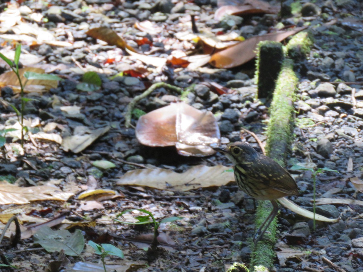 Streak-chested Antpitta - ML26691001