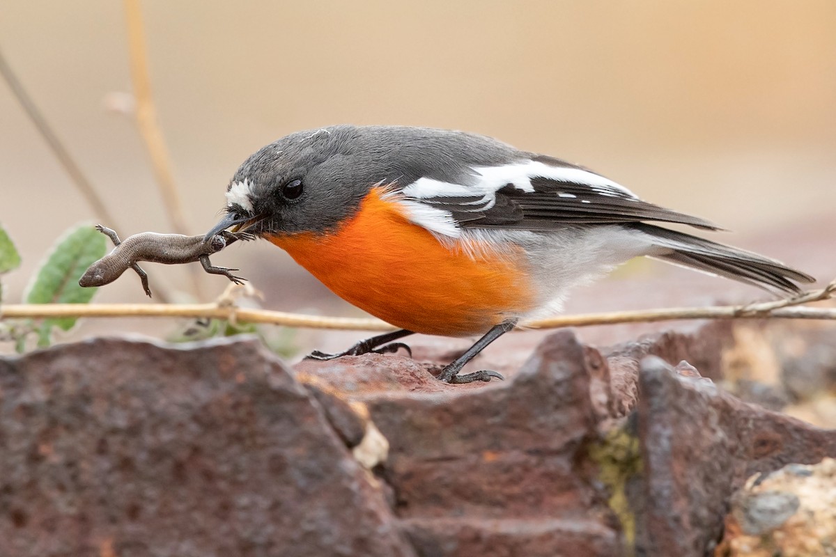 Flame Robin - ML266910201
