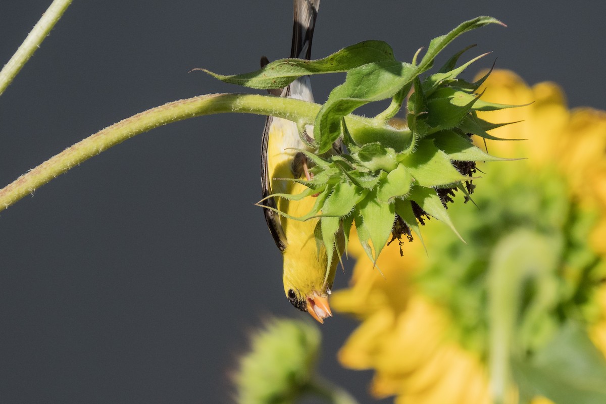 American Goldfinch - ML266910261