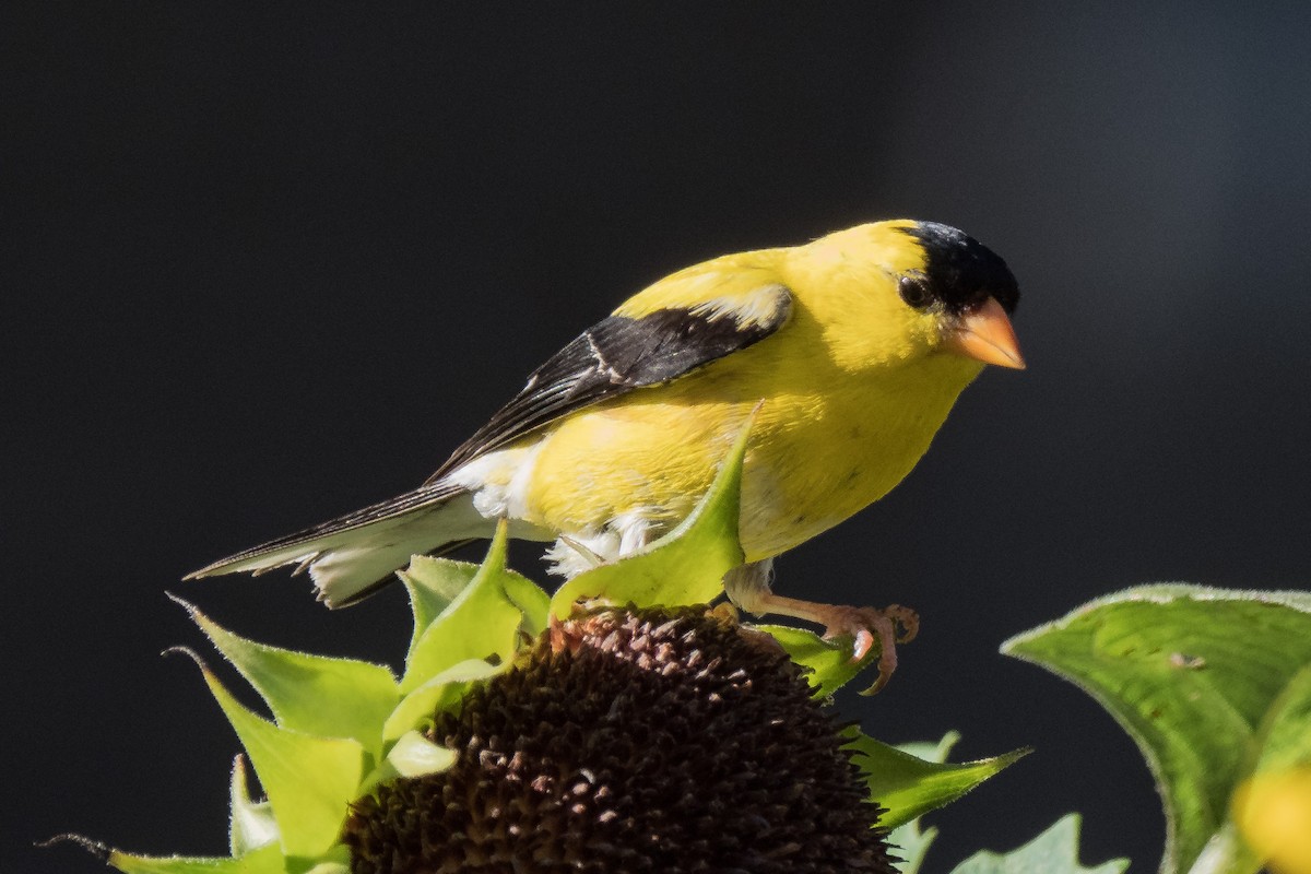 American Goldfinch - ML266910371