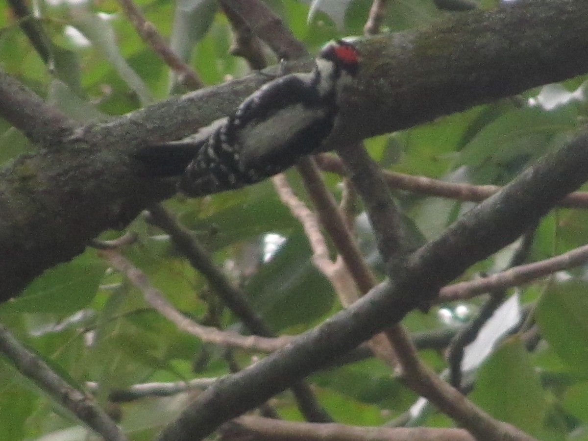 Downy Woodpecker - ML266914301