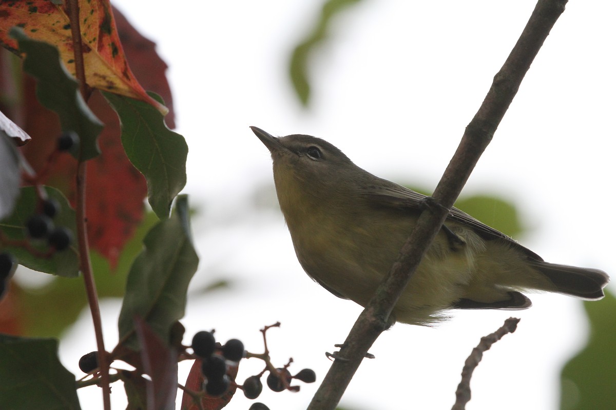 Philadelphia Vireo - ML266914501