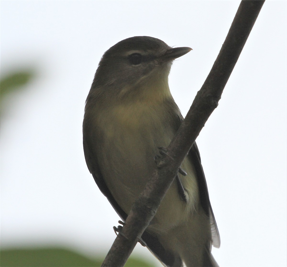 Philadelphia Vireo - ML266915121