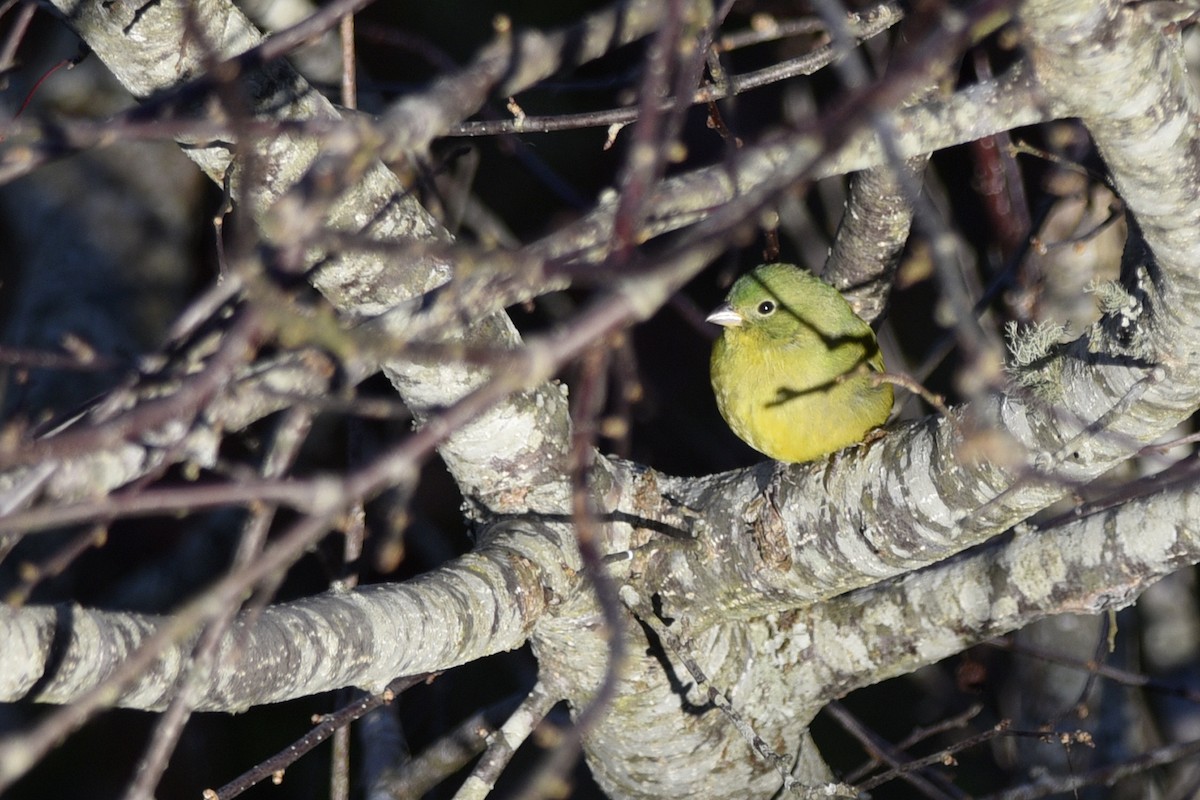 Painted Bunting - ML266915231