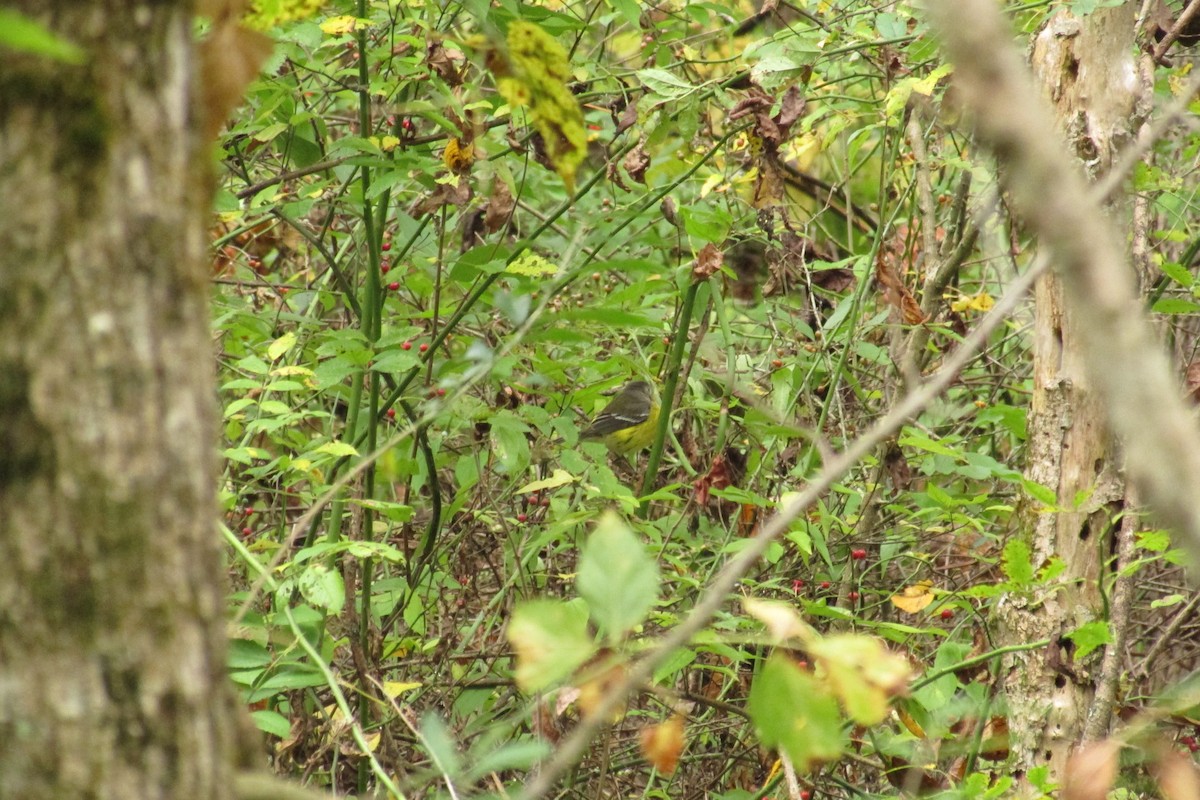 Paruline à tête cendrée - ML266916191
