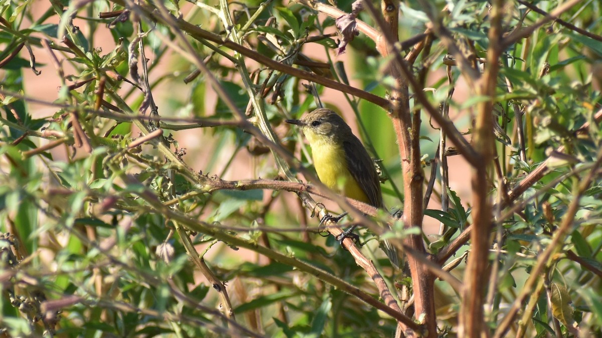 Dinellisumpftyrann - ML266916711