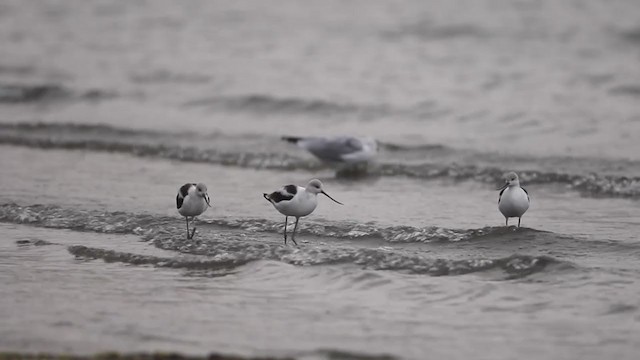 American Avocet - ML266918721