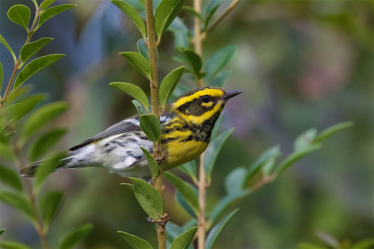 Townsend's Warbler - ML266919781