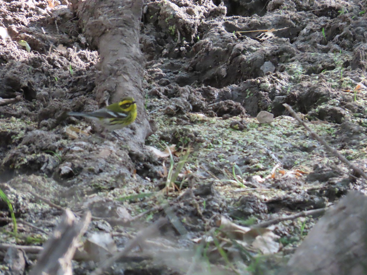 Townsend's Warbler - Rob Rutledge