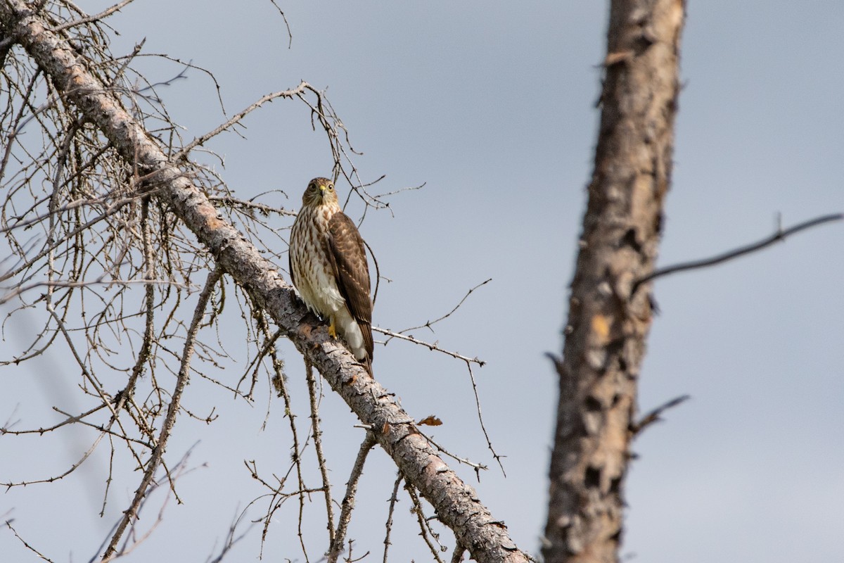 Sharp-shinned Hawk - ML266923391